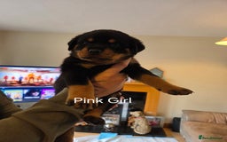Rottweiler dogs for sale: Chunky Rottweiler puppies - Image 9