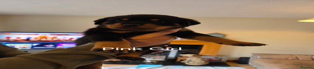 Rottweiler Puppy 8