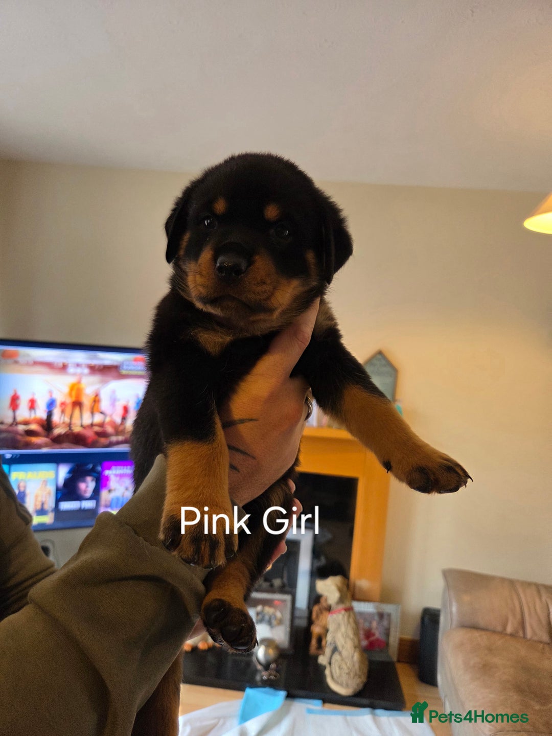 Rottweiler dogs for sale: Chunky Rottweiler puppies - Image 9