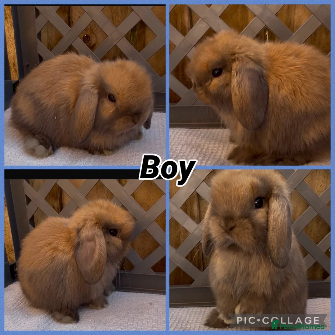 Mini Lop rabbits for sale: BEAUTIFUL PEDIGREE MINI LOP BABIES READY NOW  - Advert 2