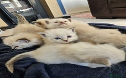Ragdoll cats for sale: 6 ragdoll kittens  - Image 1