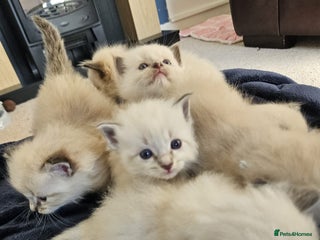 Ragdoll cats - Advert 9