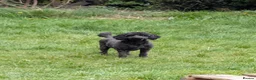 Cockapoo dogs for sale: F2b cockapoo pups health test parents - Advert 10