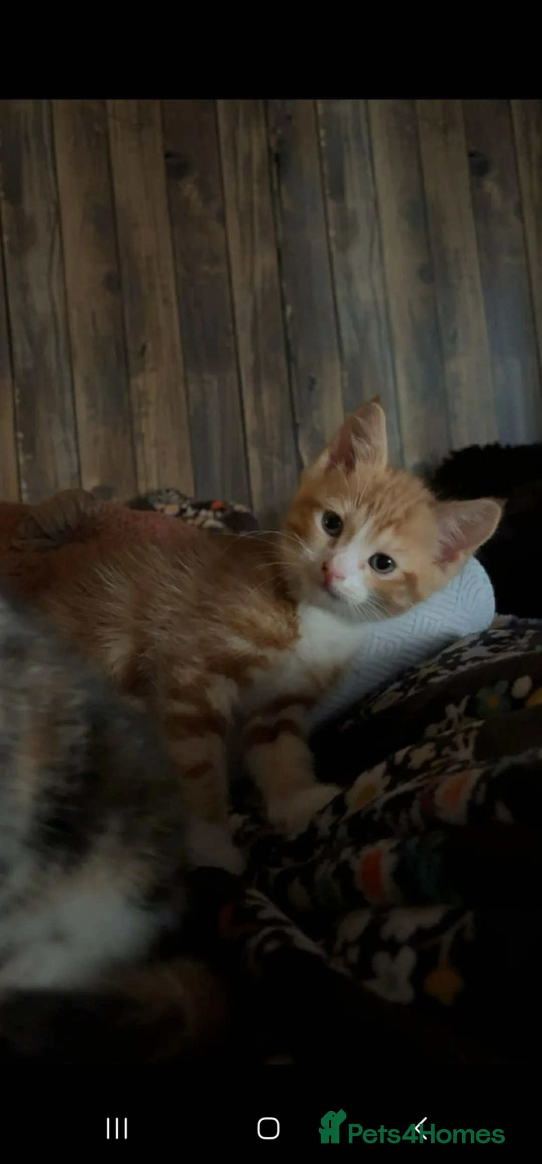 Mixed Breed cats for sale: 3 beautiful kittens for sale ready now!  - Advert 1