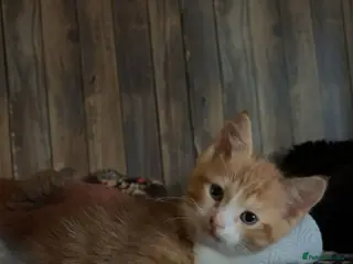 Mixed Breed cats 3 beautiful kittens for sale ready now! - Advert 4