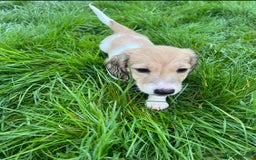 Miniature Dachshund dogs for sale: Kc Reg Cream Piebald - Male - Image 5