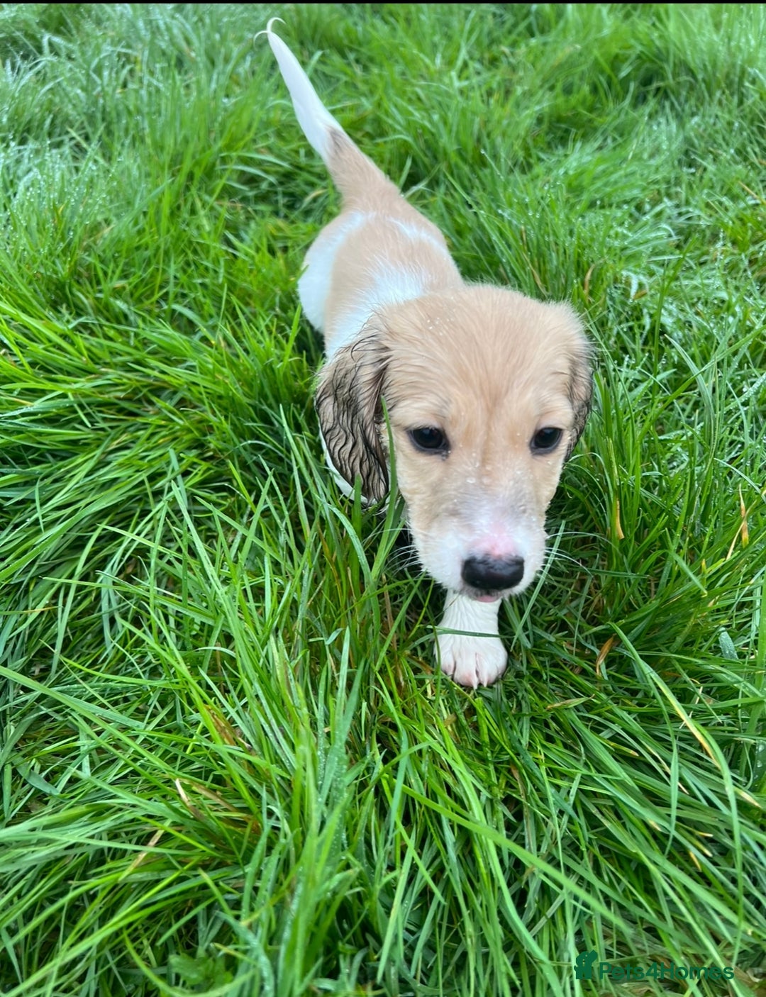 Miniature Dachshund dogs for sale: Kc Reg Cream Piebald - Male - Image 5