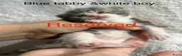 American Shorthair cats for sale: Mixed litter  - Advert 5