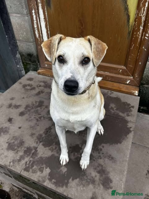 Mixed Breed dogs Meet Freya, currently residing in Cheshire - Advert 8