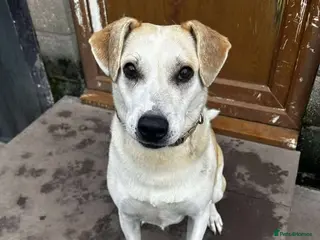 Mixed Breed dogs Meet Freya, currently residing in Cheshire - Advert 8