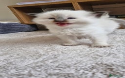 Ragdoll cats for sale: 🐾 Gorgeous Ragdoll Kittens.Ready 22nd December 🐾 - Image 11