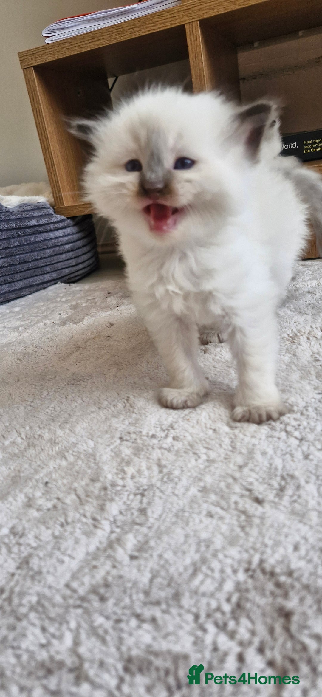 Ragdoll cats for sale: 🐾 Gorgeous Ragdoll Kittens.Ready 22nd December 🐾 - Image 11