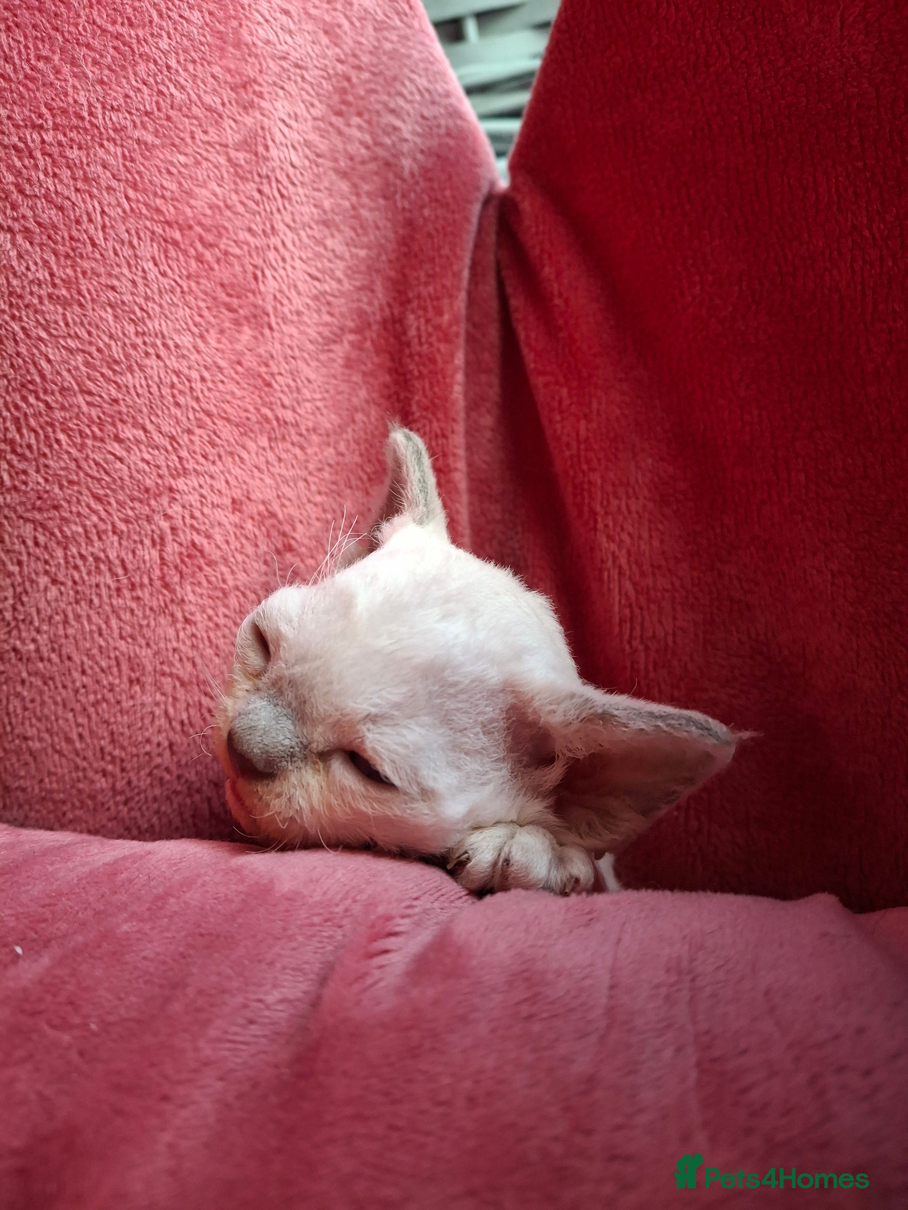 Devon Rex cats 🌸 Wonderful Devon Rex Kittens FIFE registered  🌸 - Advert 1