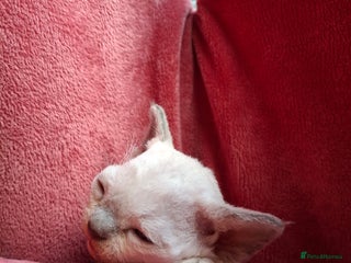 Devon Rex cats 🌸 Wonderful Devon Rex Kittens FIFE registered 🌸 - Advert 1
