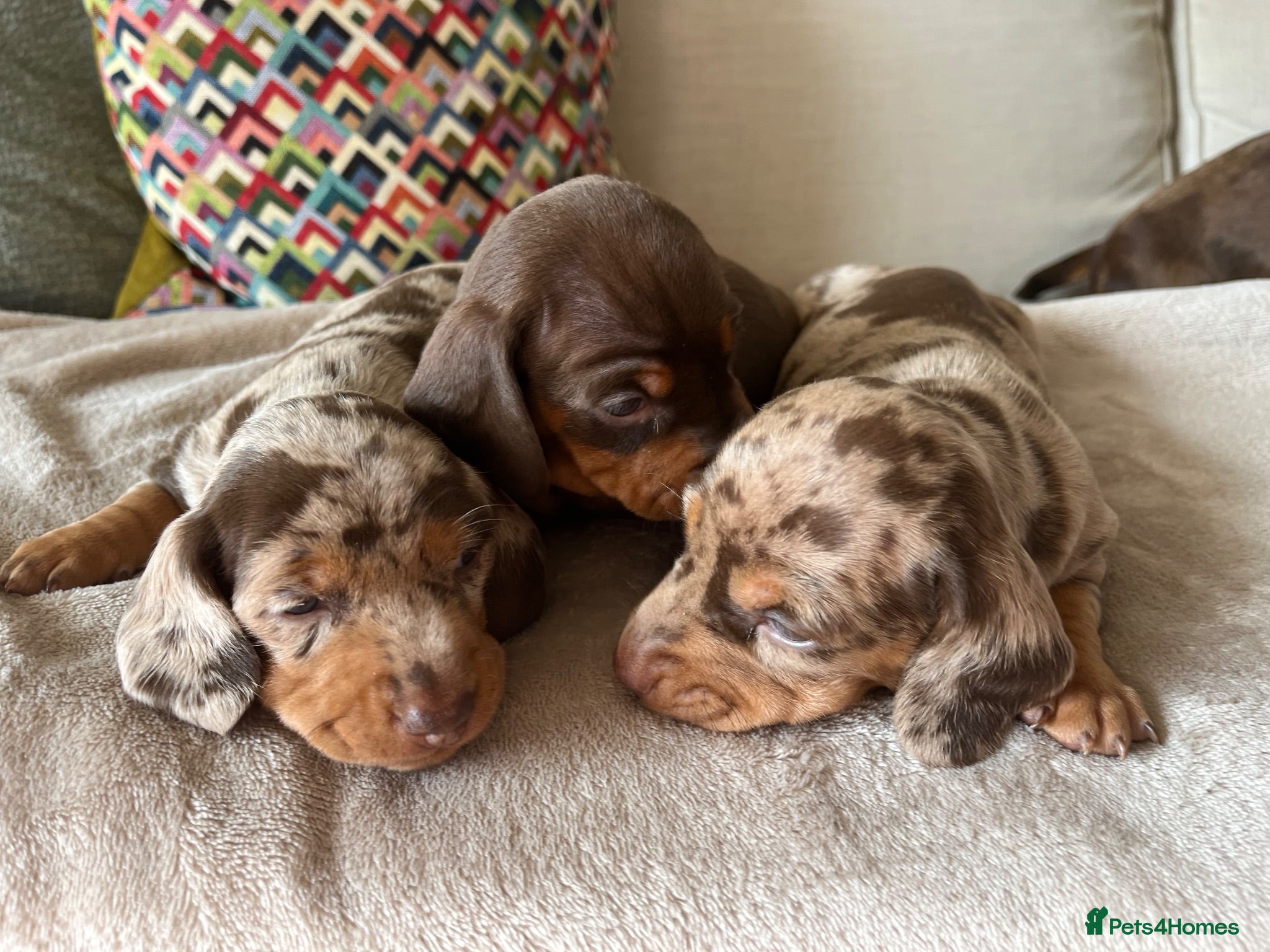 Miniature Dachshund dogs 3 Miniature Dachshund Puppies    - Advert 1