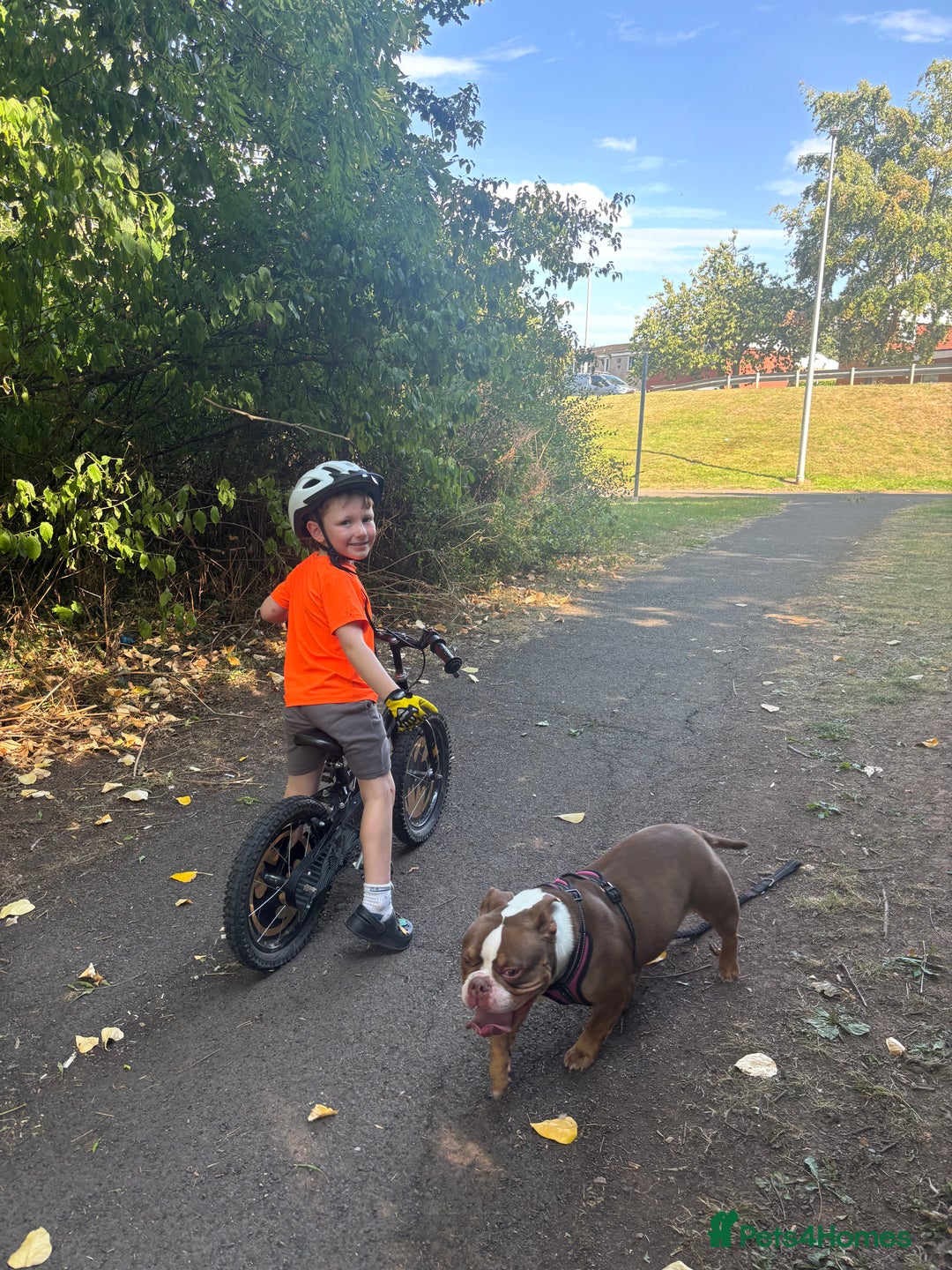American Bully dogs for sale: Connie - Image 4