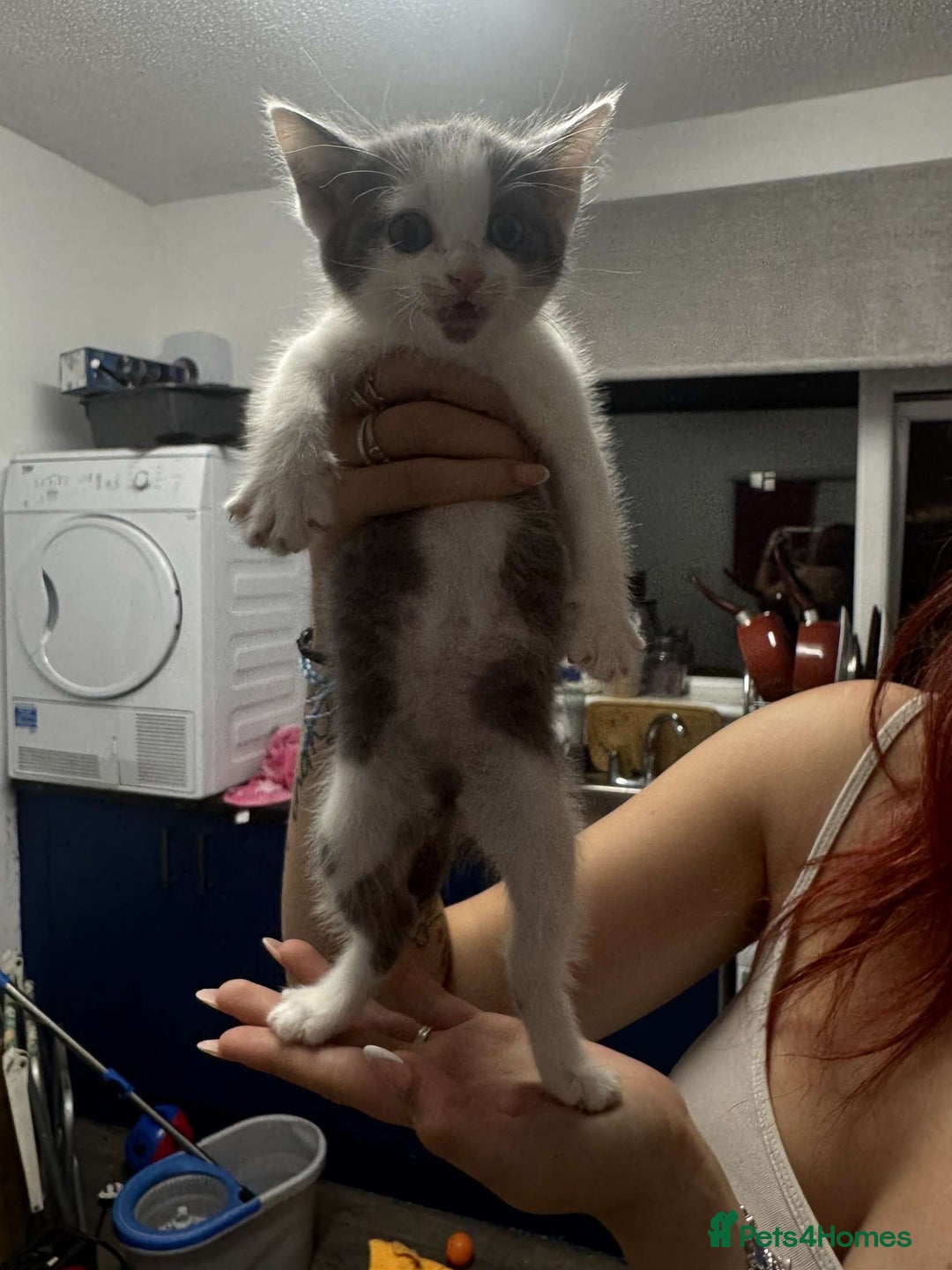 Tibetan cats for sale: 4 female kittens ready for new homes - Image 8