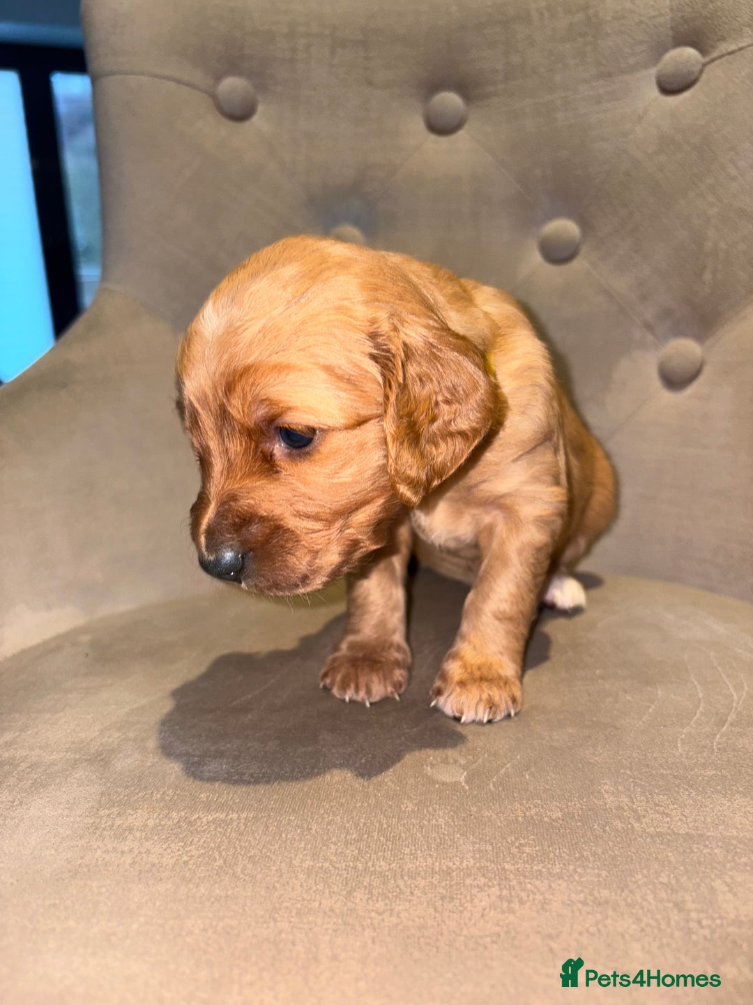 Cockapoo dogs for sale: Beautiful litter of Cockapoo pups - Advert 6