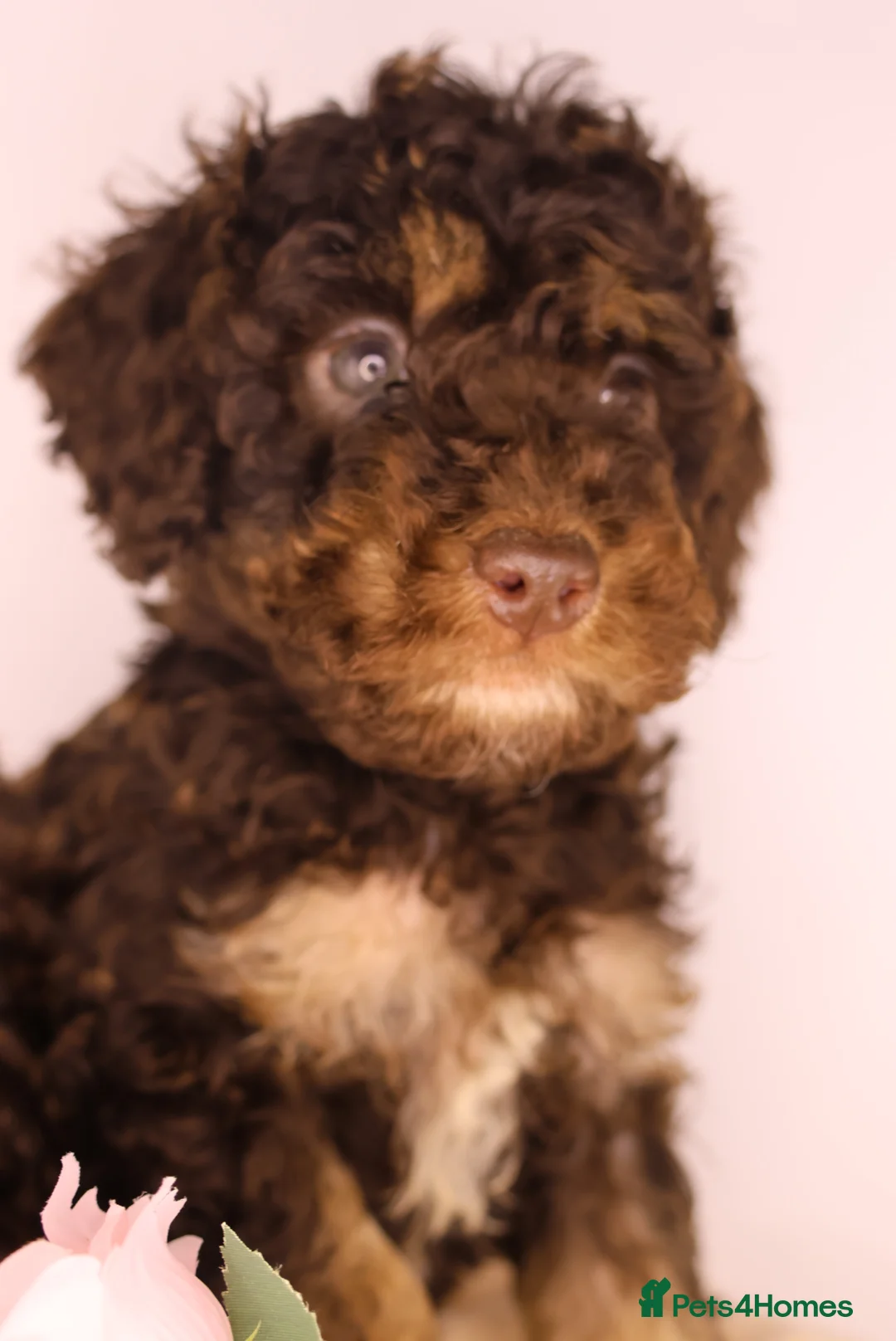 Cockapoo dogs for sale: Cute Miniature Cockapoo Babies - Advert 21
