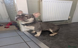 French Bulldog dogs for sale: Female French Bulldog  - Image 1