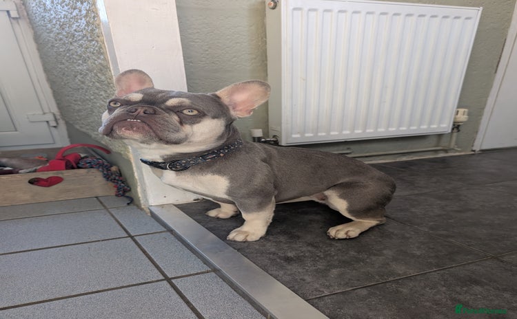 French Bulldog dogs - Advert 9