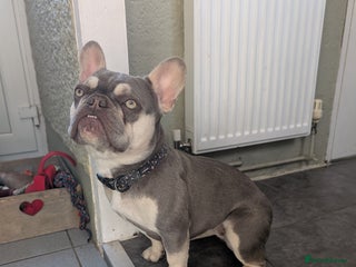 French Bulldog dogs Female French Bulldog - Advert 20