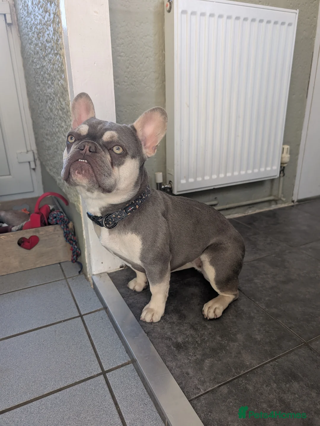French Bulldog dogs for sale: Female French Bulldog  - Advert 1