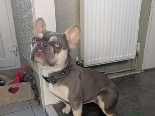 French Bulldog dogs Female French Bulldog - Advert 12