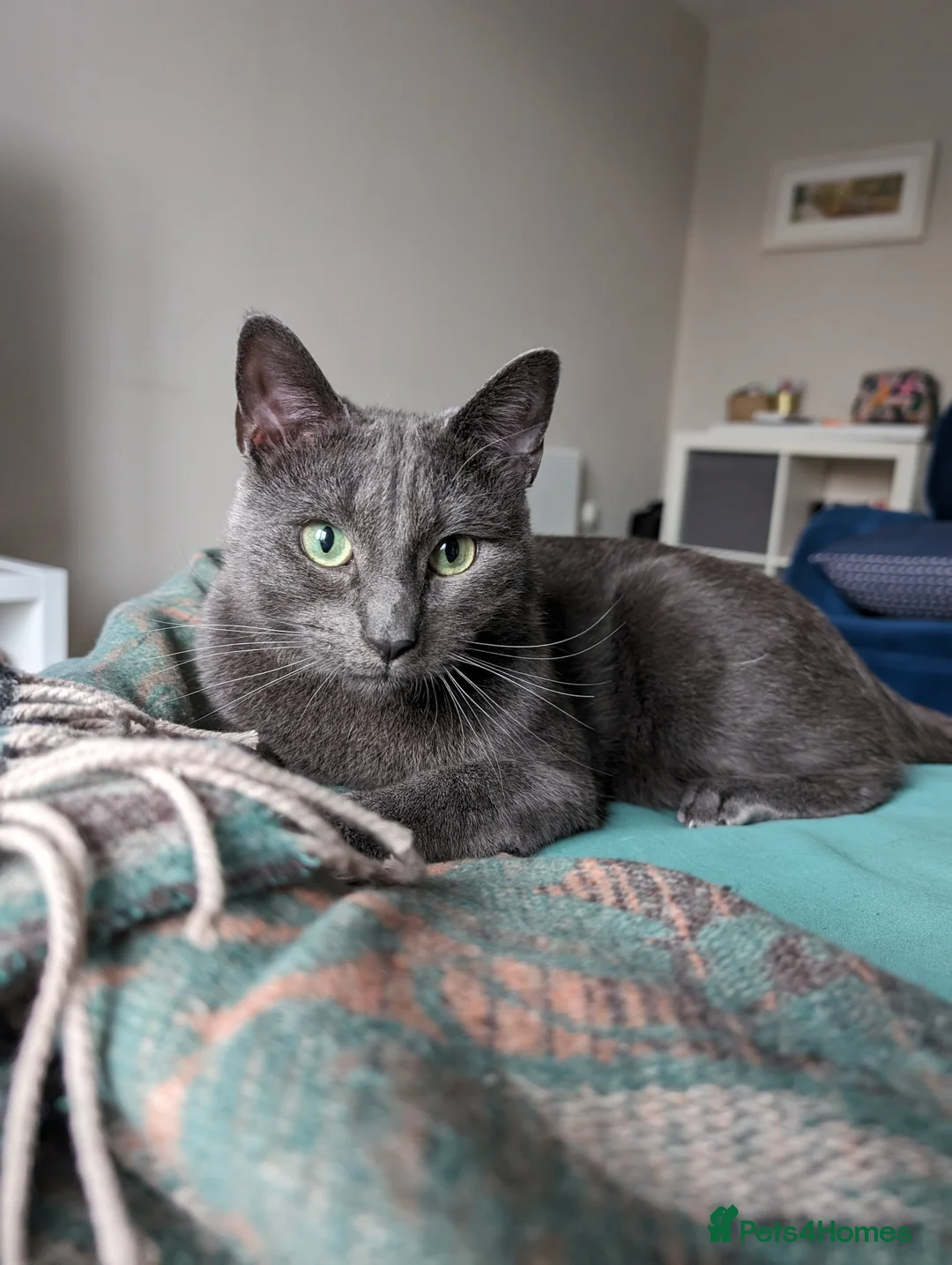 Mixed Breed cats for sale: Affectionate indoor cat looking for loving home - Advert 11