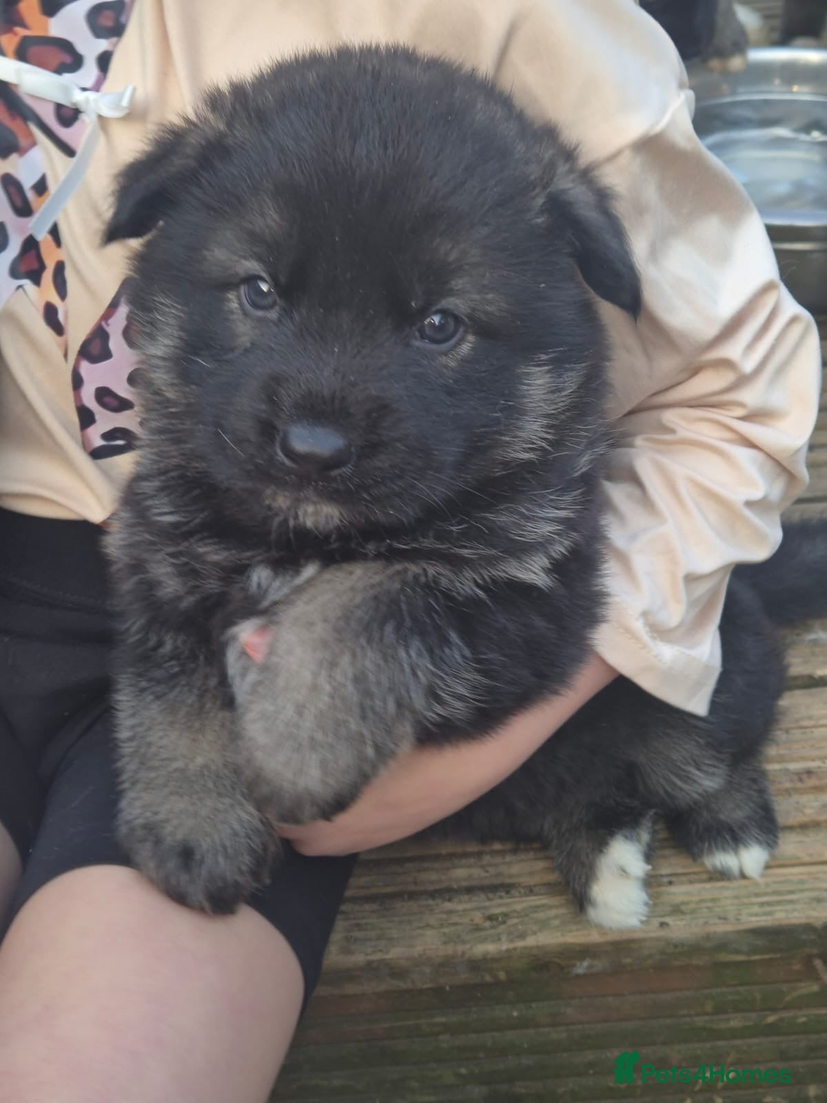 Mixed Breed dogs Stunning American shephards  - Advert 1