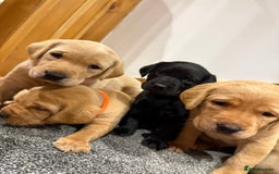 Labrador Retriever dogs for sale: Early Autumn Labrador Puppies - Image 12