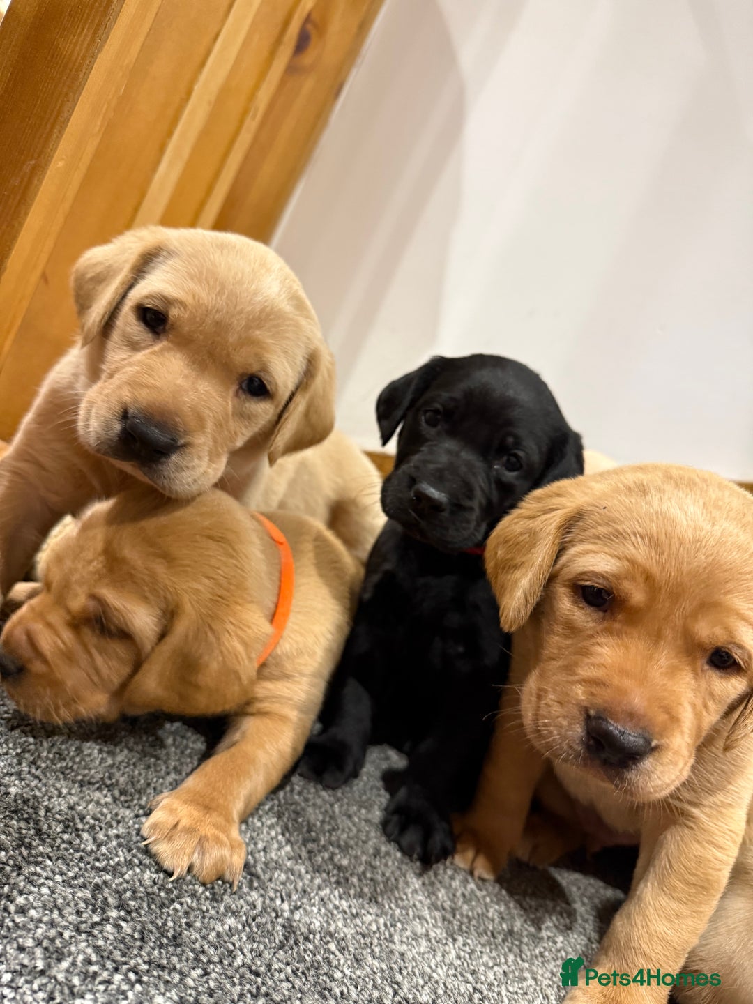 Labrador Retriever dogs for sale: Early Autumn Labrador Puppies - Image 12
