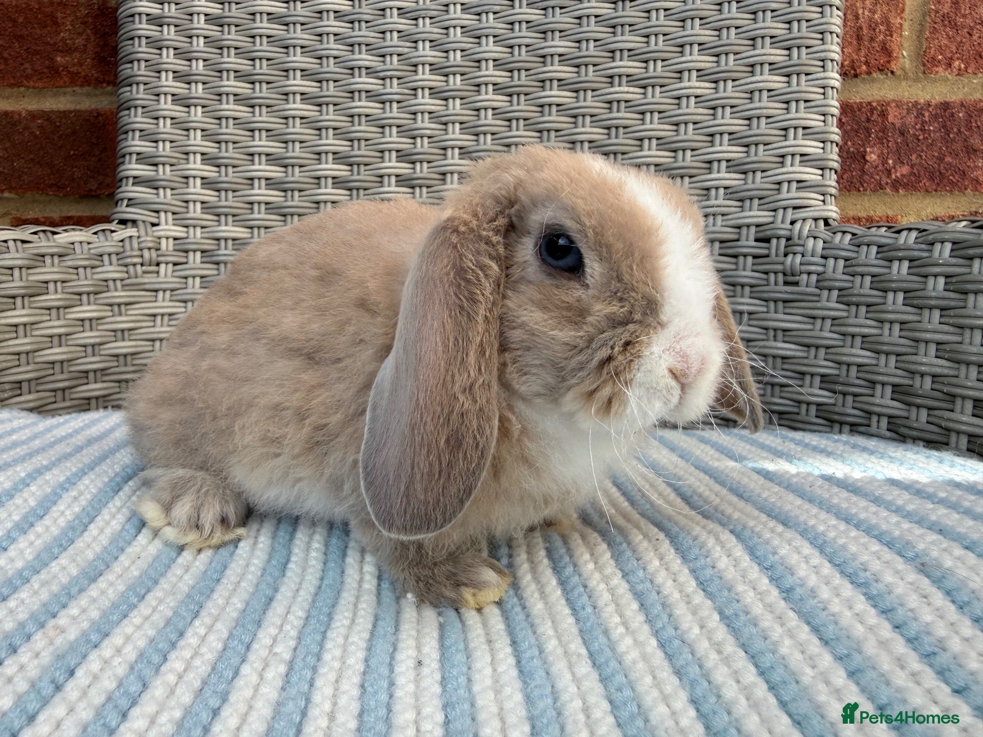 Mini Lop rabbits for sale: Last plush lop boy ready Friday 💙 - Advert 21
