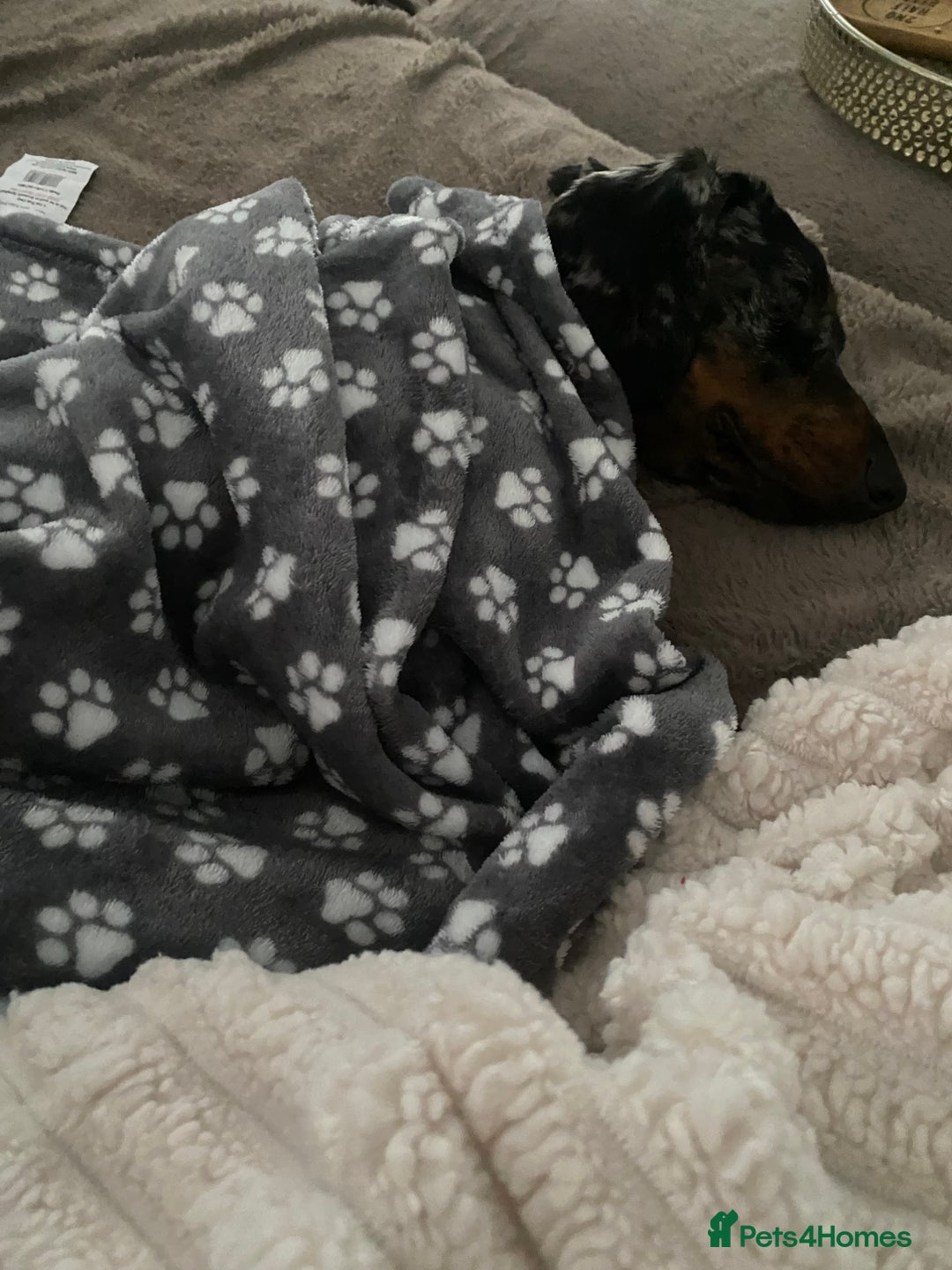 Dachshund dogs for sale: Standard dachshund  - Advert 2