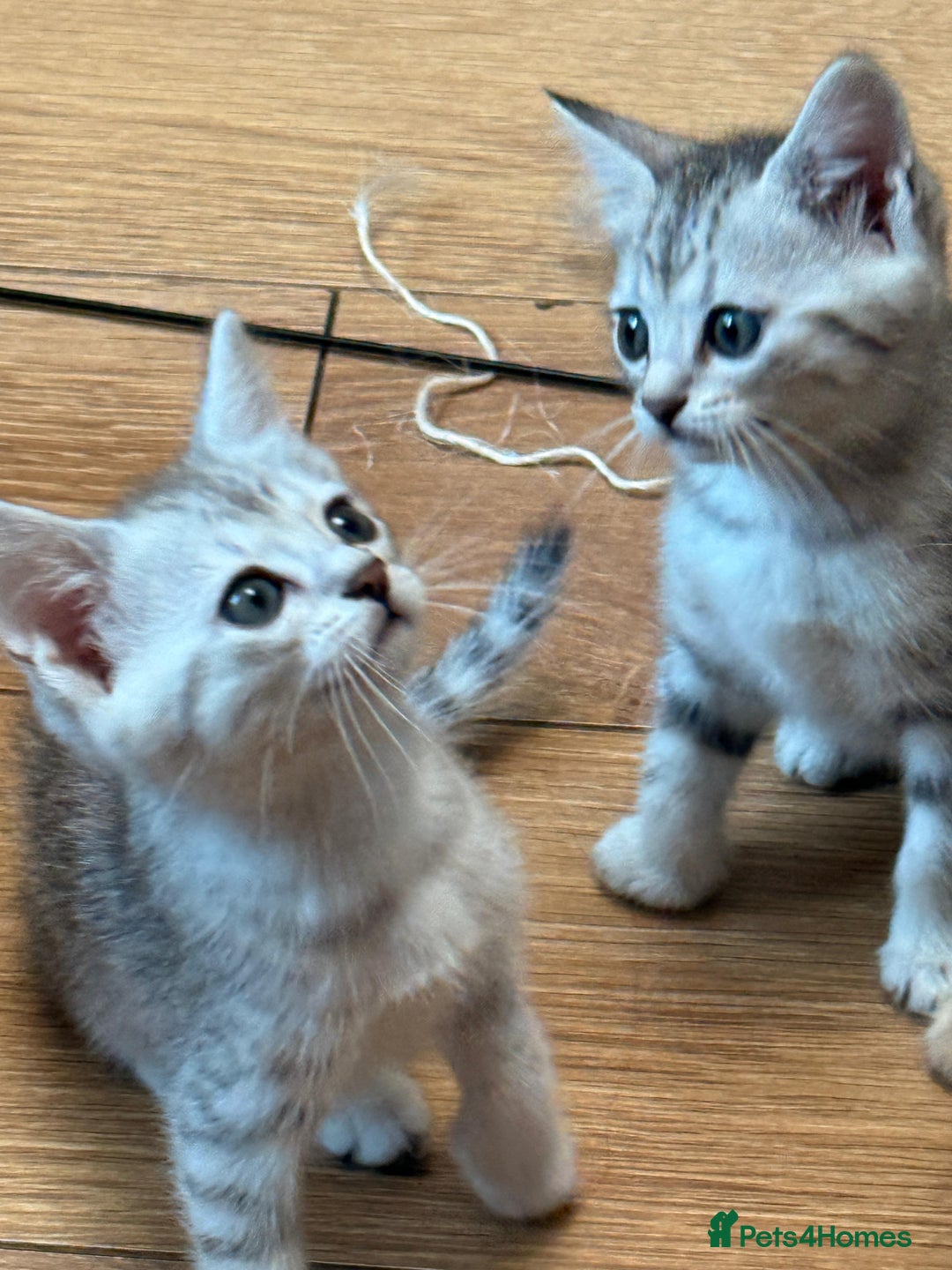 Mixed Breed cats for sale: Cute Kittens - Image 9
