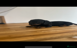 Miniature Dachshund dogs for sale:   🐾READY NOW🐾 | ONLY 1 BOY LEFT - Image 32