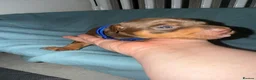 Miniature Pinscher dogs for sale: Chocolate and tan miniature pinschers  - Advert 4
