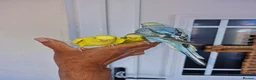 Budgerigars birds for sale: Super silly hand tamed baby budgies  - Advert 18