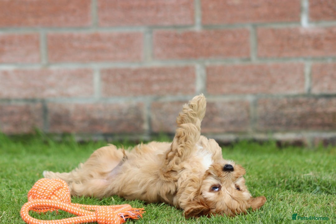Cockapoo dogs for sale: Beautiful F1 Cockapoo puppies for sale - Image 36