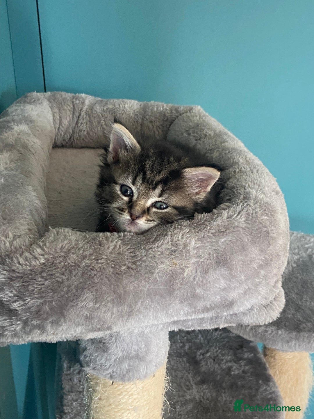 Ragdoll cats for sale: Ragdoll Cross Kittens – £300 each - Image 12