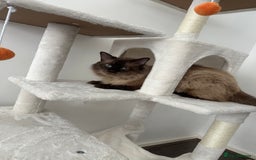 Ragdoll cats for sale: Ragdoll mix kittens (Only 1 Boy Left) - Image 19