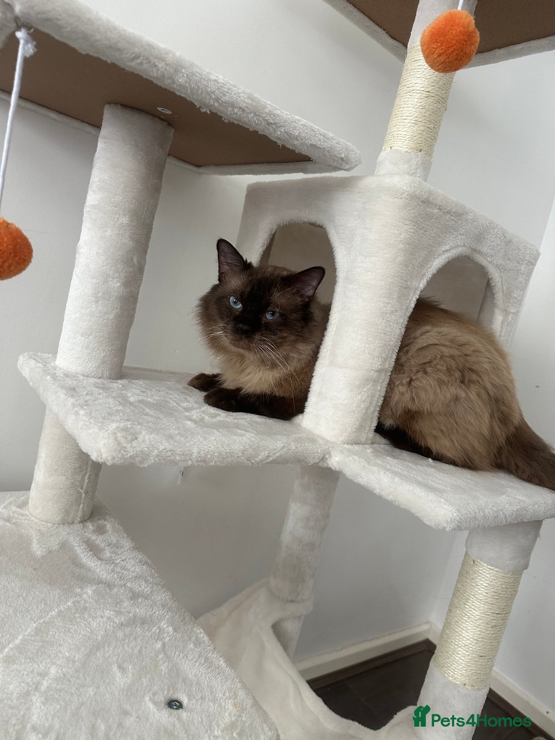 Ragdoll cats for sale: Ragdoll mix kittens (Only 1 Boy Left) - Image 19