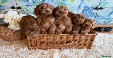 Cockapoo dogs - Advert 3