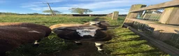 Sheep livestock for sale: Dutch Spotted × Zwartble ewe lambs - Advert 5