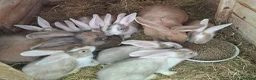 Continental Giant rabbits for sale: PURE Continental Giants - White Eared - Vaccinated - Advert 9
