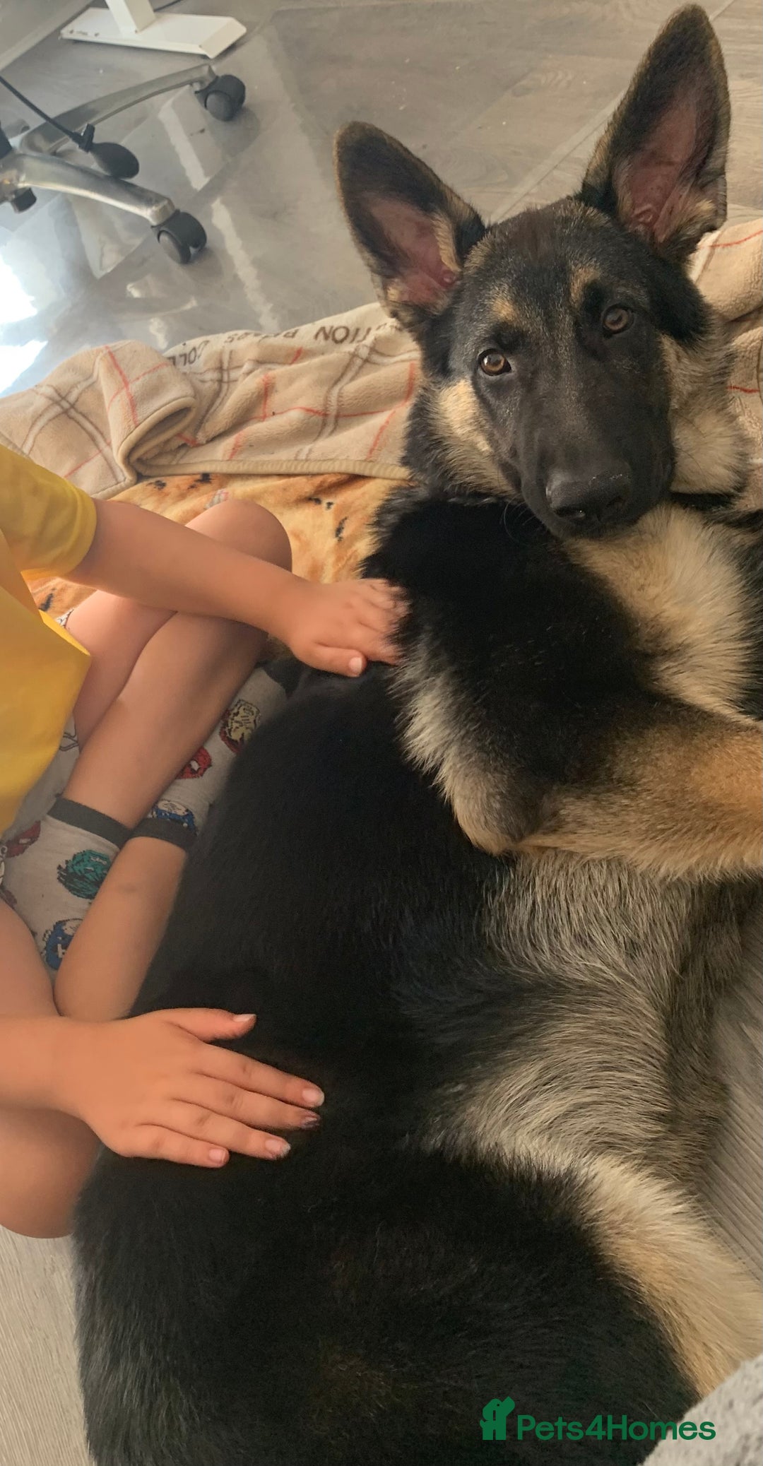 German Shepherd dogs for sale: 5 month male German shepherd - Image 3
