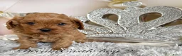 Cavapoo dogs for sale: Asian teddy poodle dad tiny Cavapoo puppies - Advert 10