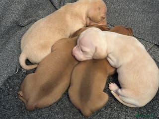 Miniature Dachshund dogs KC miniature dachshunds - Advert 17