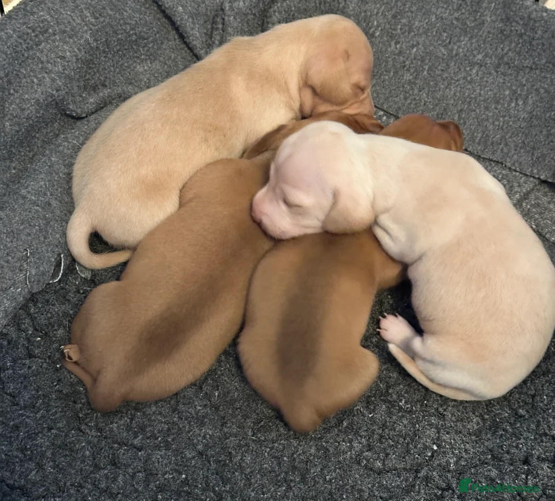 Miniature Dachshund dogs for sale: KC miniature dachshunds  - Advert 10