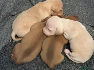 Miniature Dachshund dogs KC miniature dachshunds - Advert 5